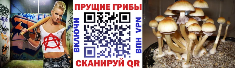 Купить  Каргополь  Галлюциногенные грибы Magic Shrooms 